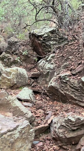 Excitement level: Shrew the roof 🤪 Shrews are wonderful little mammals that are closely related to moles. They are pretty much purely carnivorouse and sre armed with a venomous saliva that helps these little ones to quickly subdue and devour their prey. I was SHOCKED to come across this little guy as they weren’t even on my radar as something we could encounter out in some sky island habitat in Arizona. I LOVE shrews! #shrew #shrews #soricidae #eulipotyphla #animal #animals #mammal #mammals #ba