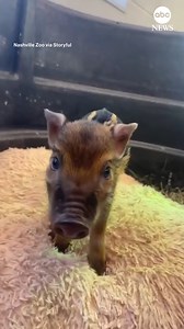 The Nashville Zoo celebrated the arrival of an adorable Red River hog piglet. Tot, born to first-time mother, Tater, arrived on June 14. | ABC News