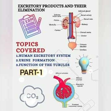 Excretory Products and their Elimination|Class-11th Biology |Class Notes#botanylovers#inspireneet