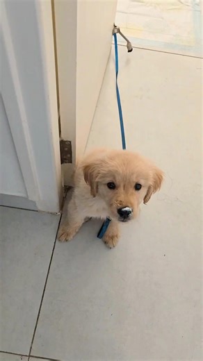 The Haunting of Bella - Chapter 1 🐾 #shorts #annabelle #conjuring #puppy