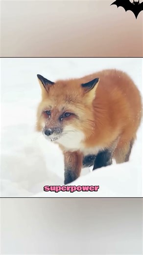 ourquoi cette renarde plonge la tête dans la neige ? 🦊❄️ #animals #fox #nature #viral