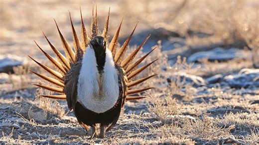 BLM finalizes updated sage-grouse plans across western states