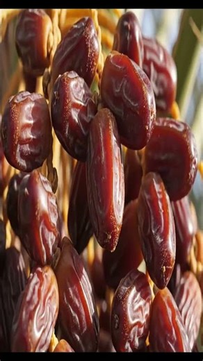 From Ancient Date Palms to Modern Harvest: A Grandfather’s Story in the Desert Oasis