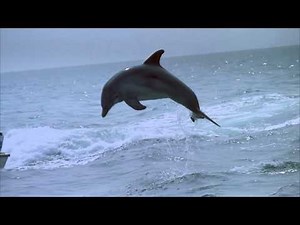 IMAX Trailer: "Dolphins"