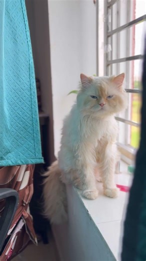 Half hidden_fully watching-he thinks, hiding behind curtain will really hide him #persian #simba