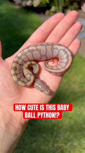 How CUTE is This Baby Ball Python?