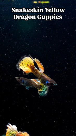 Snakeskin Yellow Dragon Guppies are an eye-catching variety with bold colour and refined form. The males display the classic Dragon style pattern with flowing fins and tails, their metallic blue bodies are marked by a striking snakeskin design. Their tails feature an intricate yellow and black pattern that adds depth and contrast with soft peach highlights. The females, while more subdued in colour, are notably more robust and provide a strong balance to this stunning strain. #aquarium #fishkeep