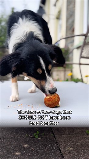 Understanding Backyard Breeding of Border Collies