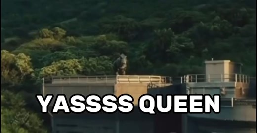 "YASSS QUEEN" 👌✔️ #jurassicworlddinosaurs #yassqueen #funny #Meme #Ca... | Jurassic World