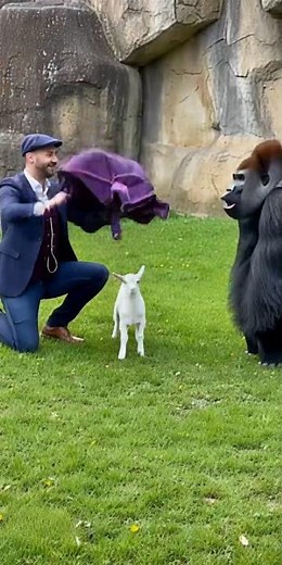 Gorilla Funny Magic Prank 🦍✨ #funny #gorillaprank #gorilla #gorillareaction #gorillatagfun #magic