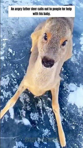 Angry Father Deer Calls Out to People For Help With His Baby#animalrescue #lovestory #deer