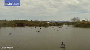 Duck attack: Angry duck attacks drone hovering his territory