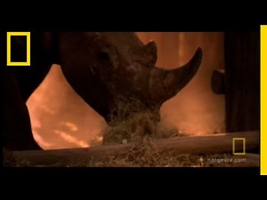 Return of the Rhino | National Geographic