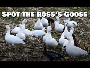 Snow Geese VS Ross's Geese - Goose Identification