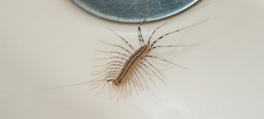 How to Get Rid of Centipedes in Your Sink | DoItYourself.com