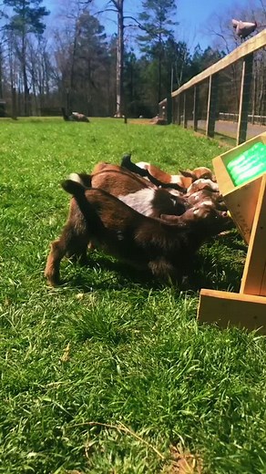 Baby goat tail wags anyone? #fyp #viral #southcarolina #over30tiktok #babygoat