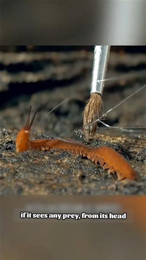 🤯 Worm or Spider ⁉️ #factsdevan #facts #tamil #tamilcontentcreator #tamilfacts #factshorts