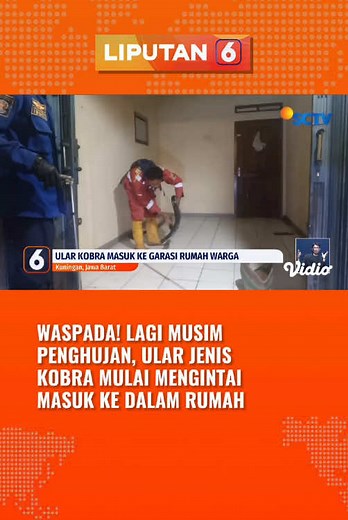 Musim hujan banyak ular berkeliaran. Stay safe semuanya! Follow @Liputan6 SCTV untuk dapatkan berita lainnya! #Liputan6 #SCTVNews #Berita #Ular #Damkar