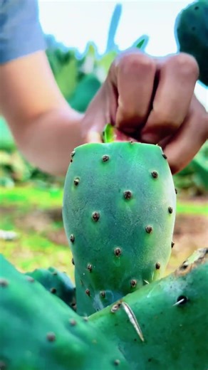 Exploring cactus stem contents with simple cutting method
