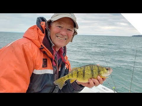 How to catch perch with minnows | Catching panfish