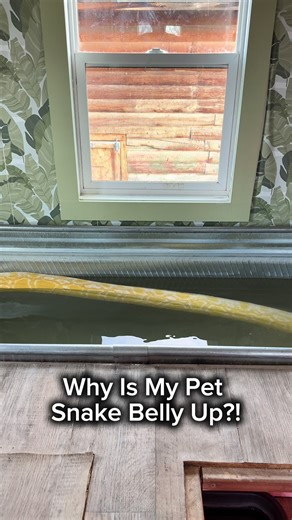 Why Is My Pet Snake Belly Up?! 😱🐍 | pet snake