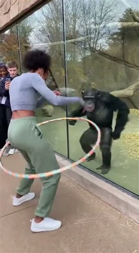 Monkey Tries Hula Hoop Behind the Glass 😂🐒🌀
