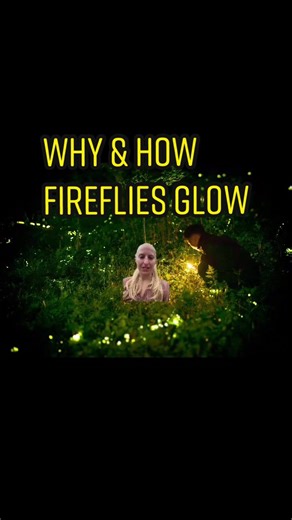 What is bioluminescence? #Fireflies #SummerVibes #LearnOnTikTok #GlowUp