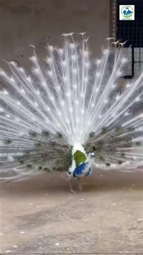 India Fight Peacock breeding Pier Indian blue & white peacock #Viral YouTubeshorts #trendingvideo