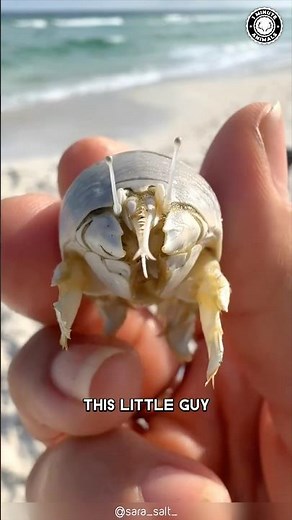 Spiny Mole Crab 🦀 A HIDDEN Sand Dweller!