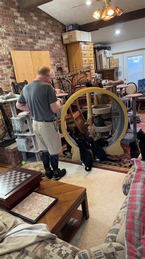 Percy wins wheel award #cat #kitten #funny