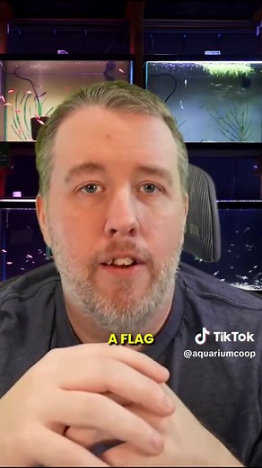 Algae Eater Killifish Care Guide