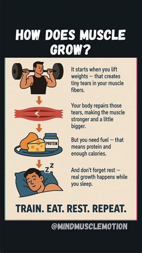 How Does Muscle Grow