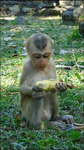 12K views · 372 reactions | Hungry baby monkey Luno eating banana | Love Monkey | Facebook