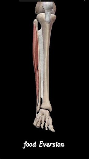 foot Eversion #anatomy#modified #3danim#model #motivation #doctor 🦶🏃‍♂️