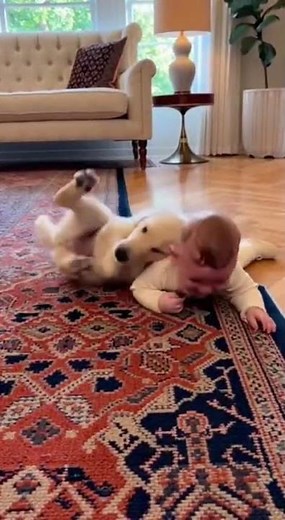 😂 This Baby & Puppy Can’t Stop Laughing! Cutest Home Play Moments Ever 🐶👶💖 #funny #goldenretriever