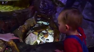 From stingrays to sharks and even sea stars, there’s plenty to ‘sea’ at SEA LIFE Blackpool. What will you discover? | SEA LIFE Blackpool