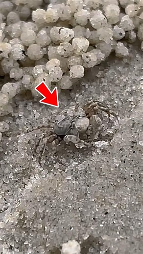 mr. krabs makes a million meatballs 🦀🥘 #shorts