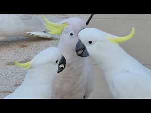 Cockatoo Behaviour
