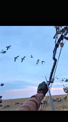 Duck hunting skills in action – pure focus! 💪 #hunting #trendingshorts