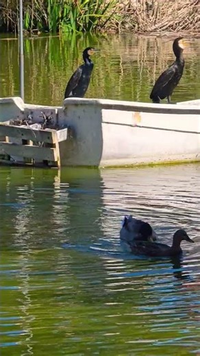 Even ducks struggle with rapping# Candy shop# rap# shorts