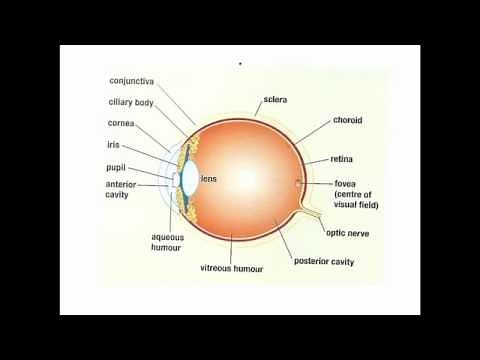Parts of human Eye and Their Functions