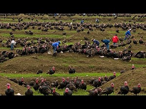 Millions Of Turkeys Are Raised And Harvested For Meat Each Year – Turkey Processing In A Factory
