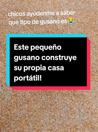 Este pequeño gusano construye su propia casa portátil!! #biologiadesdecero #gusano #curiosidades #polilla #biologia