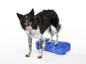 Regular K9FITbone Dog Balance Training Platform