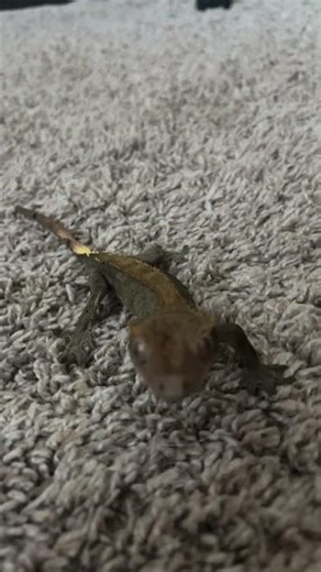 goofy sounds #funny #famous #reptiles