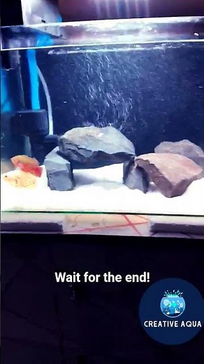 oscar fish tank setup 2ft aquarium