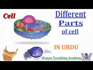 Cell Structure Organelles Functions in Urdu Hindi By Waqas Teaching Academy