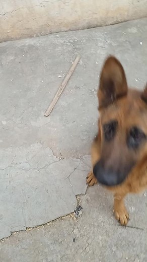 German Shepherd Dog Training Marked by Agility