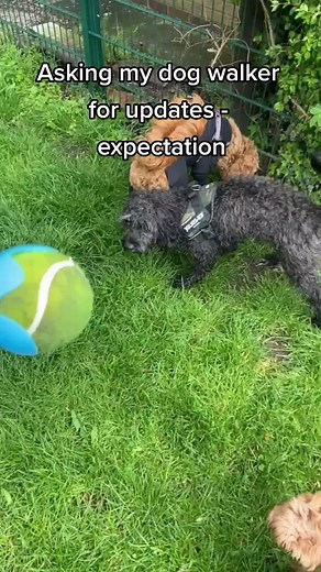 Anyone else? 😂 #cockapoo #redcockapoo #cockapoopuppy #dogwalking