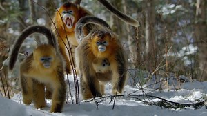 A land of secrets, China is home to some of the world's rarest creatures. With narration by Michelle Yeoh, explore beautiful and magnificent creatures during The Hidden Kingdoms of China, airing Saturday at 9/8c on National Geographic. | National Geographic TV
